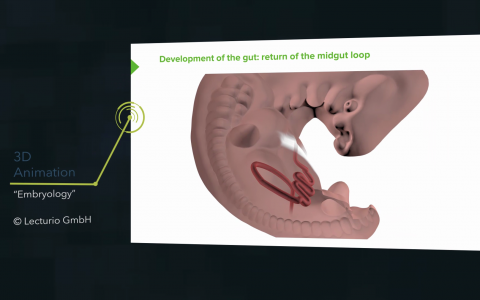 Technique – 3D Animation